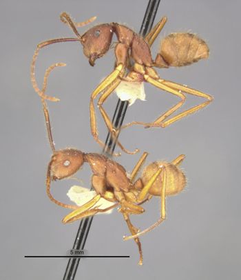 Media type: image;   Entomology 9097 Aspect: habitus lateral view
